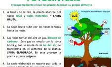 Definición de fotosíntesis
