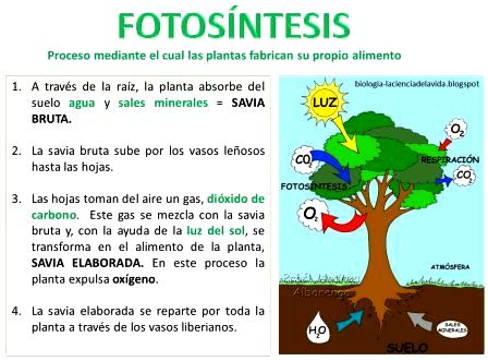 Definición de fotosíntesis