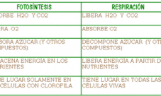 Diferencia entre fotosíntesis y respiración