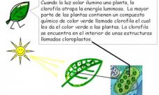 ¿Dónde ocurre la fotosíntesis?