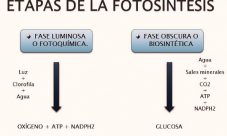 Etapas de la fotosíntesis