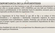 ¿Cuál es la importancia de la fotosíntesis?