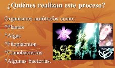 ¿Cuáles organismos realizan fotosíntesis?