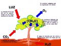 ¿En qué consiste el proceso de la fotosíntesis?