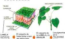 ¿Cuál es la sustancia química necesaria para realizar la fotosíntesis?