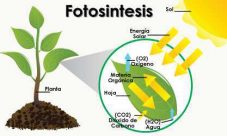 ¿Cómo influye el sol en el proceso de la fotosíntesis?