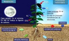 ¿Cuándo hacen fotosíntesis las plantas?