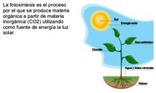 ¿Cuál es el objetivo principal de la fotosíntesis?