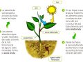 Partes de las plantas que realizan la fotosíntesis