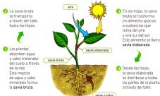 Partes de las plantas que realizan la fotosíntesis