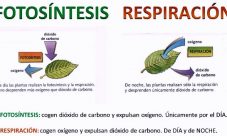 ¿Qué relación existe entre la fotosíntesis y la respiración?