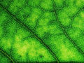 aprende cómo se activa la clorofila durante la fotosíntesis