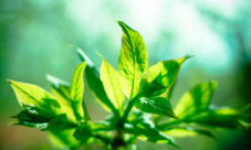 Cuándo ocurre la fotosíntesis en las plantas