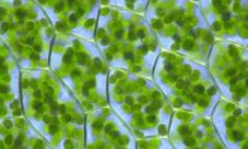 ¿Cuál es la estructura química de la clorofila?