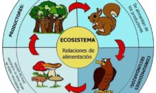 Importancia de la fotosíntesis en la cadena alimenticia