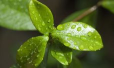 Por qué las plantas son verdes