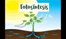 ¿Qué fabrican las plantas en la fotosíntesis?