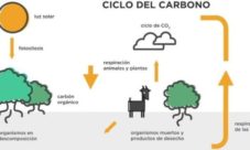 Relación entre la fotosíntesis y el ciclo del carbono